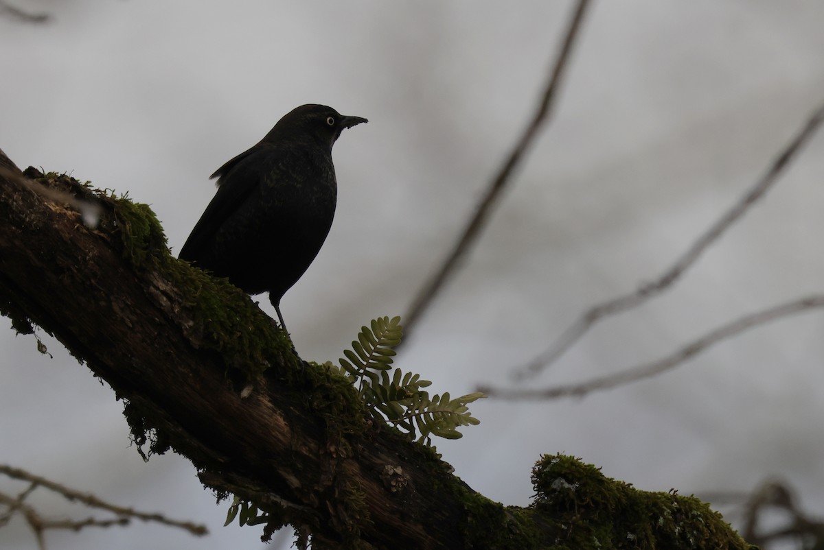 Rusty Blackbird - ML405081391