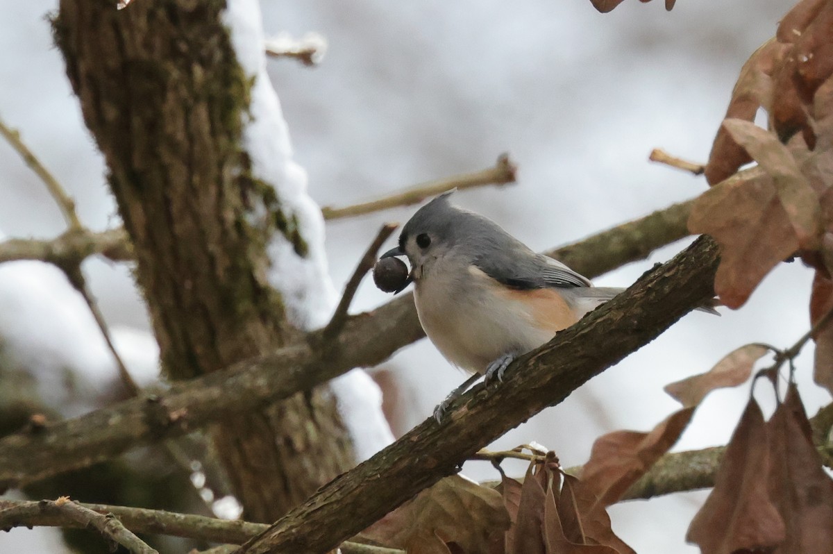 Tufted Titmouse - ML405081861