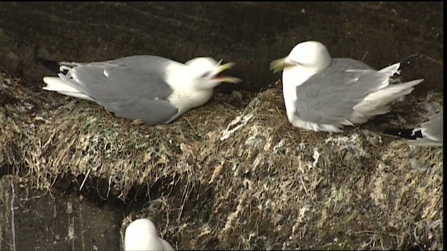 Black-legged Kittiwake (tridactyla) - ML405082