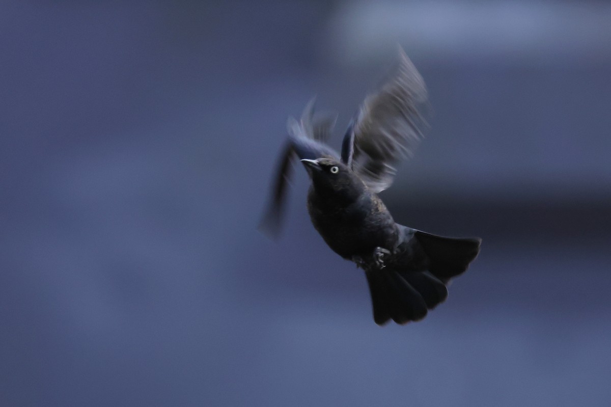 Rusty Blackbird - ML405082341