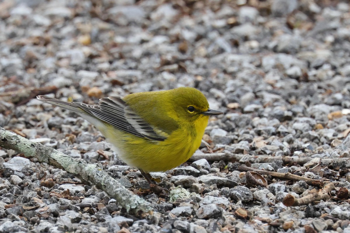 Pine Warbler - ML405083071