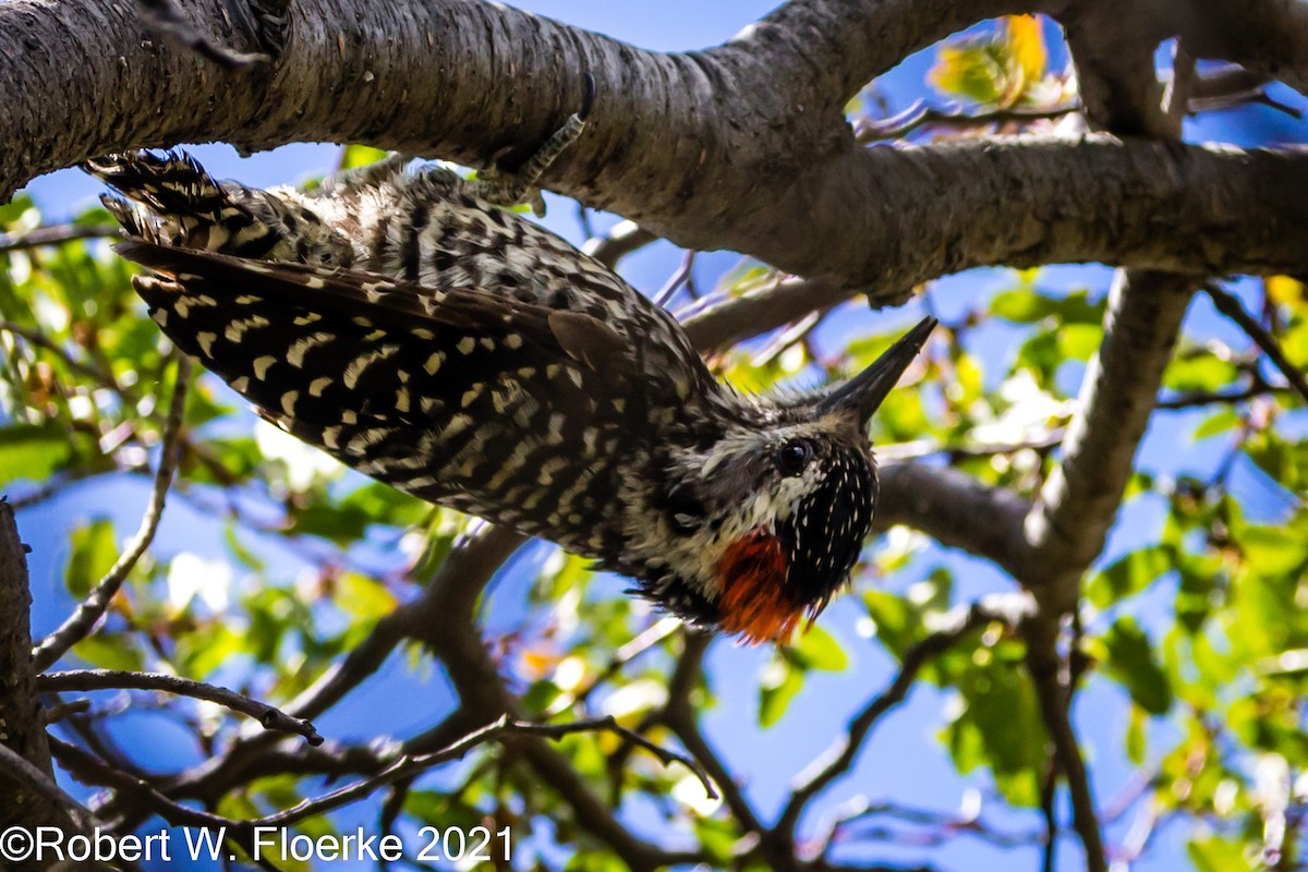 Striped Woodpecker - Robert Floerke