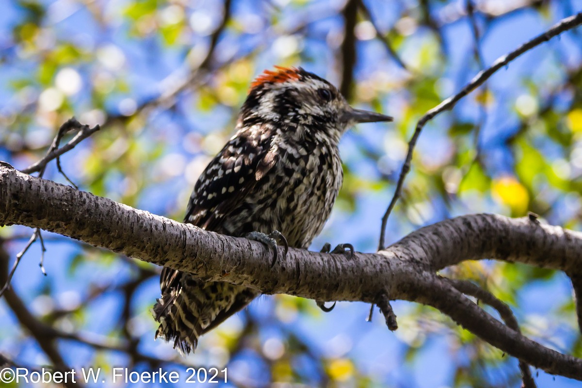 Striped Woodpecker - Robert Floerke