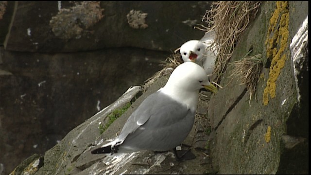 Mouette tridactyle (tridactyla) - ML405084