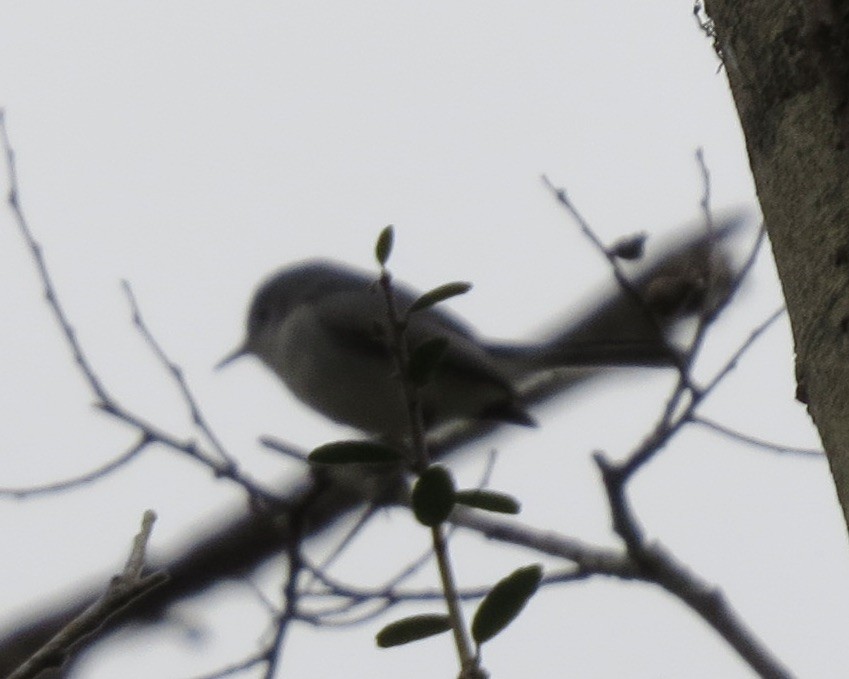 Blue-gray Gnatcatcher (caerulea) - ML405084401