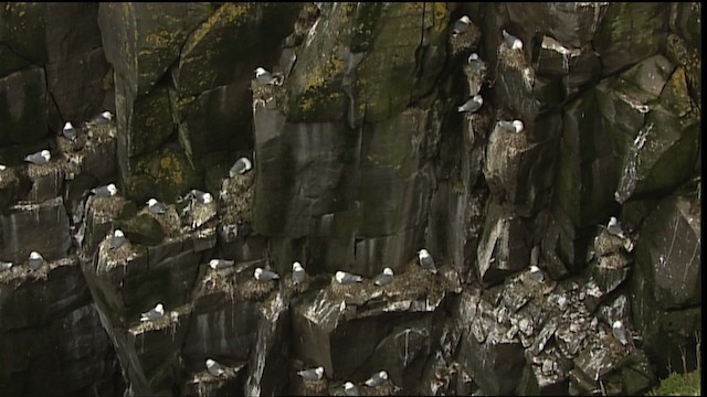 Black-legged Kittiwake (tridactyla) - ML405085