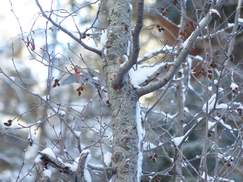 Common Redpoll - Susan Entsminger