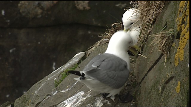 Mouette tridactyle (tridactyla) - ML405086