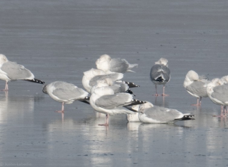 Gaviota Groenlandesa - ML405086531