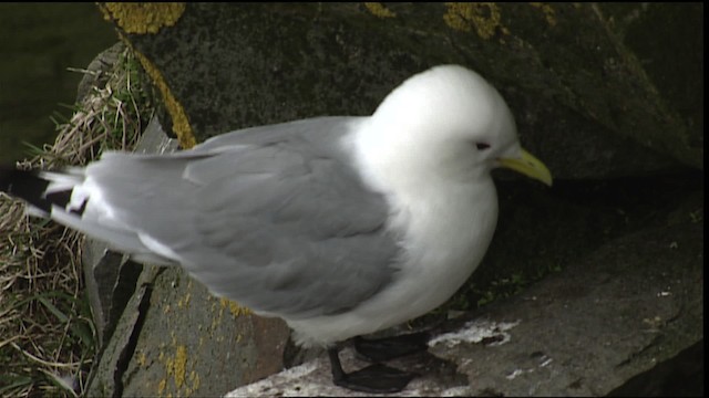 Mouette tridactyle (tridactyla) - ML405089