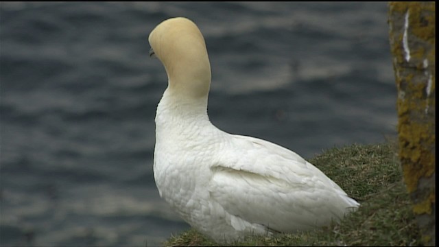 Northern Gannet - ML405090