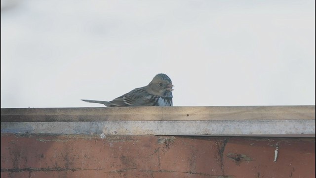 Harris's Sparrow - ML405090731