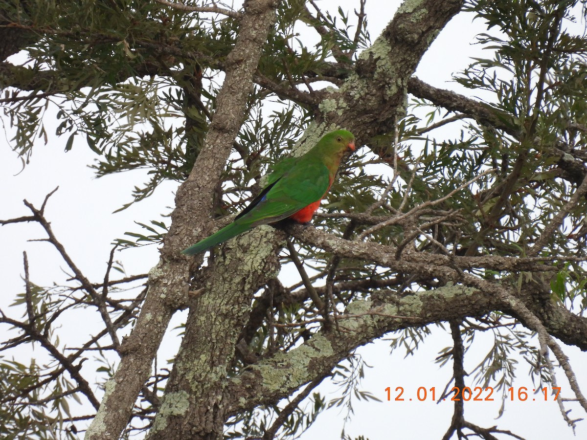 Australian King-Parrot - ML405091501