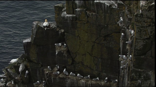 Black-legged Kittiwake (tridactyla) - ML405092