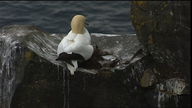 Northern Gannet - ML405093