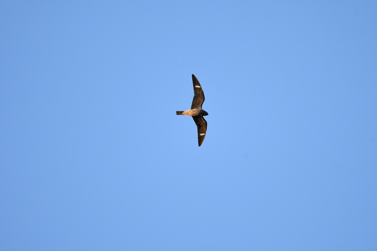 Common Nighthawk - Athena Gubbe