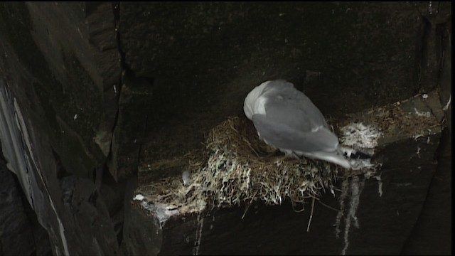 Black-legged Kittiwake (tridactyla) - ML405094