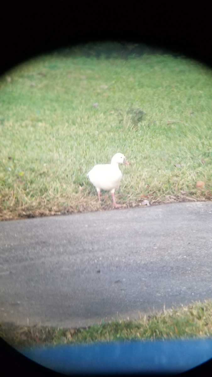 husa bělostná - ML405094041