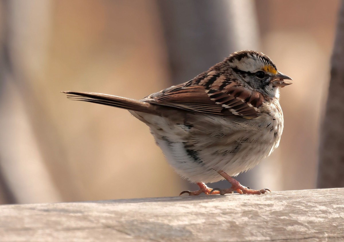 White-throated Sparrow - ML405094911