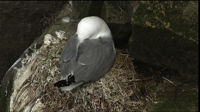 Black-legged Kittiwake (tridactyla) - ML405095