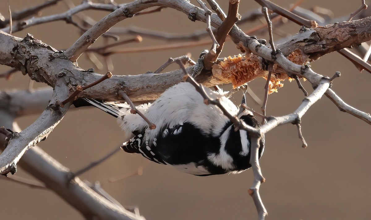 Downy Woodpecker - ML405095501