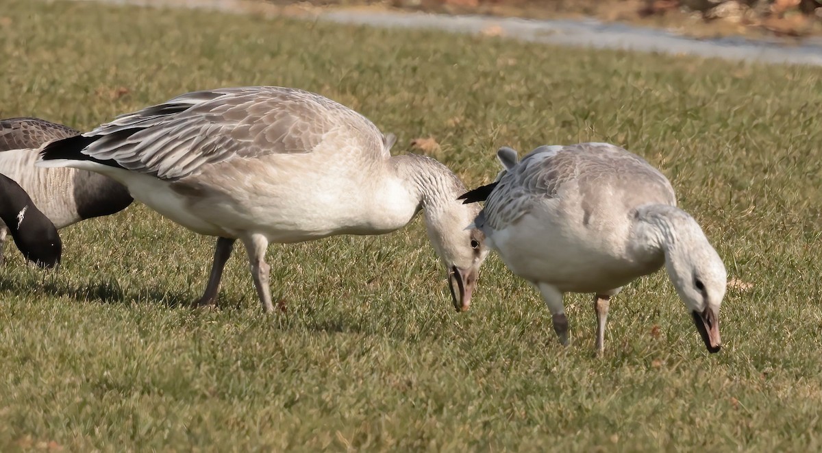 Snow Goose - ML405096061