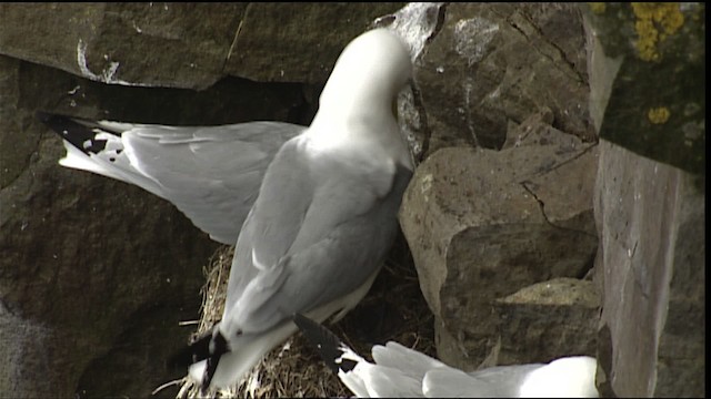 Mouette tridactyle (tridactyla) - ML405097