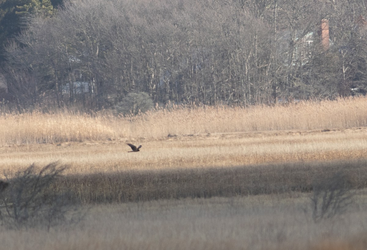 Northern Harrier - ML405097231