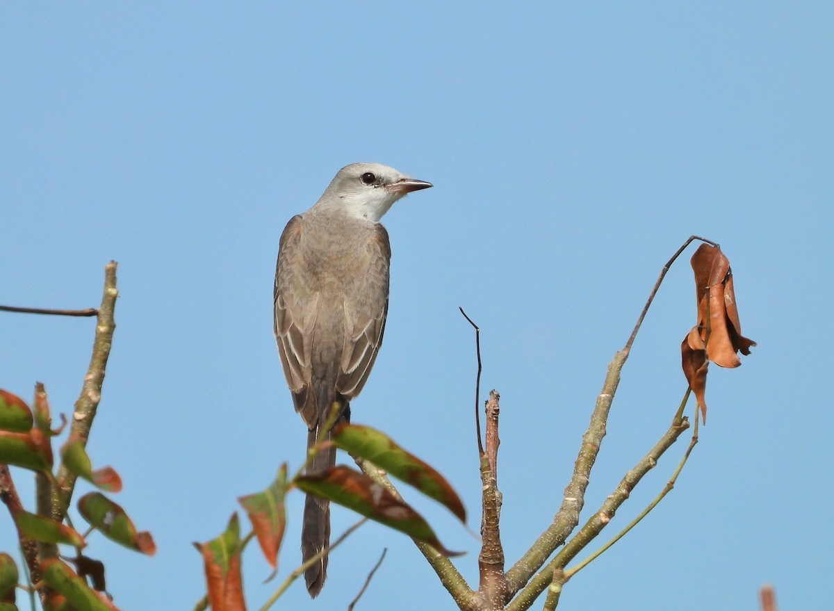 Scissor-tailed Flycatcher - Kalin Ocaña