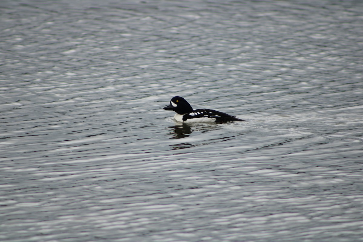 Barrow's Goldeneye - ML405098391