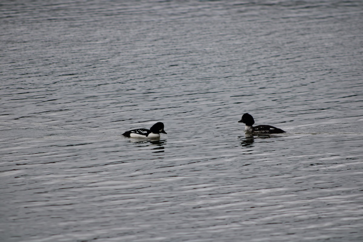 Barrow's Goldeneye - ML405098401