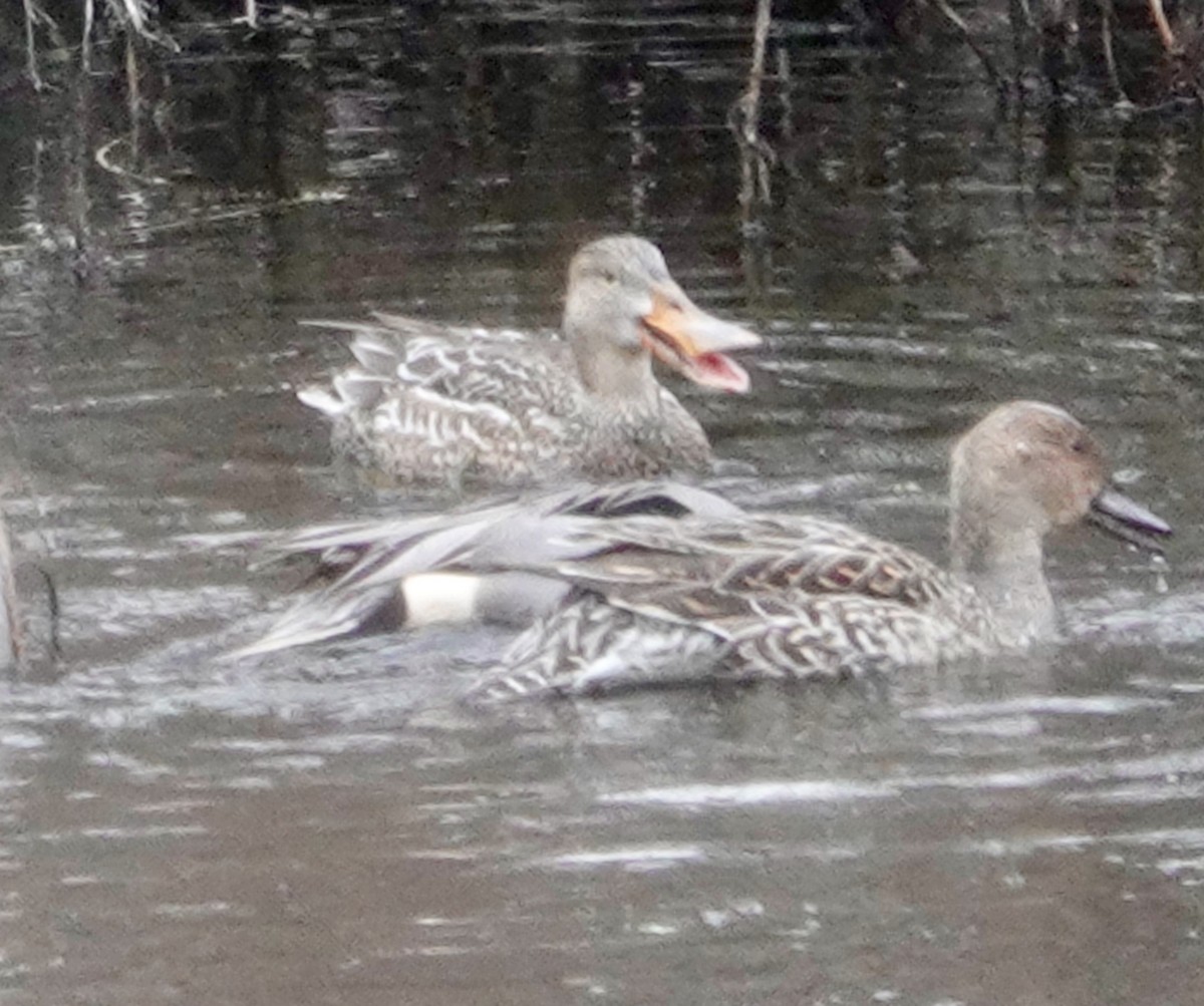 Northern Shoveler - ML405098851