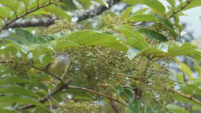 Vireo Coronipardo - ML405099181