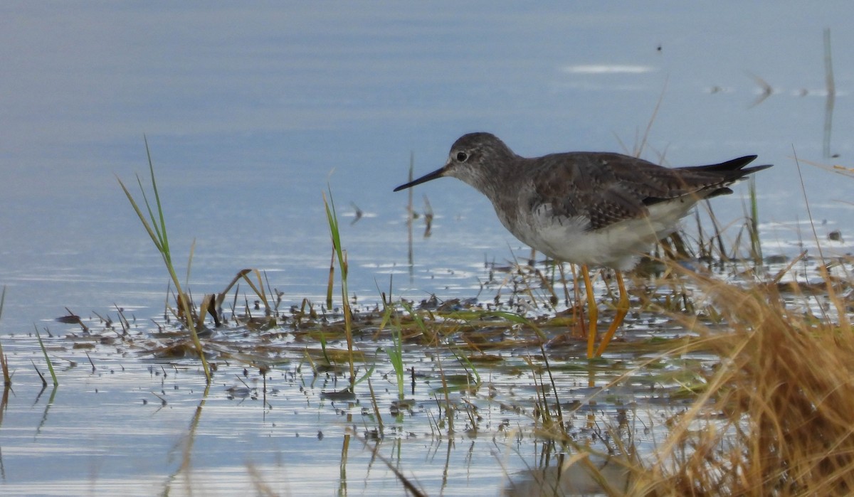 Lesser Yellowlegs - VICTOR HUGO Achá Garcia