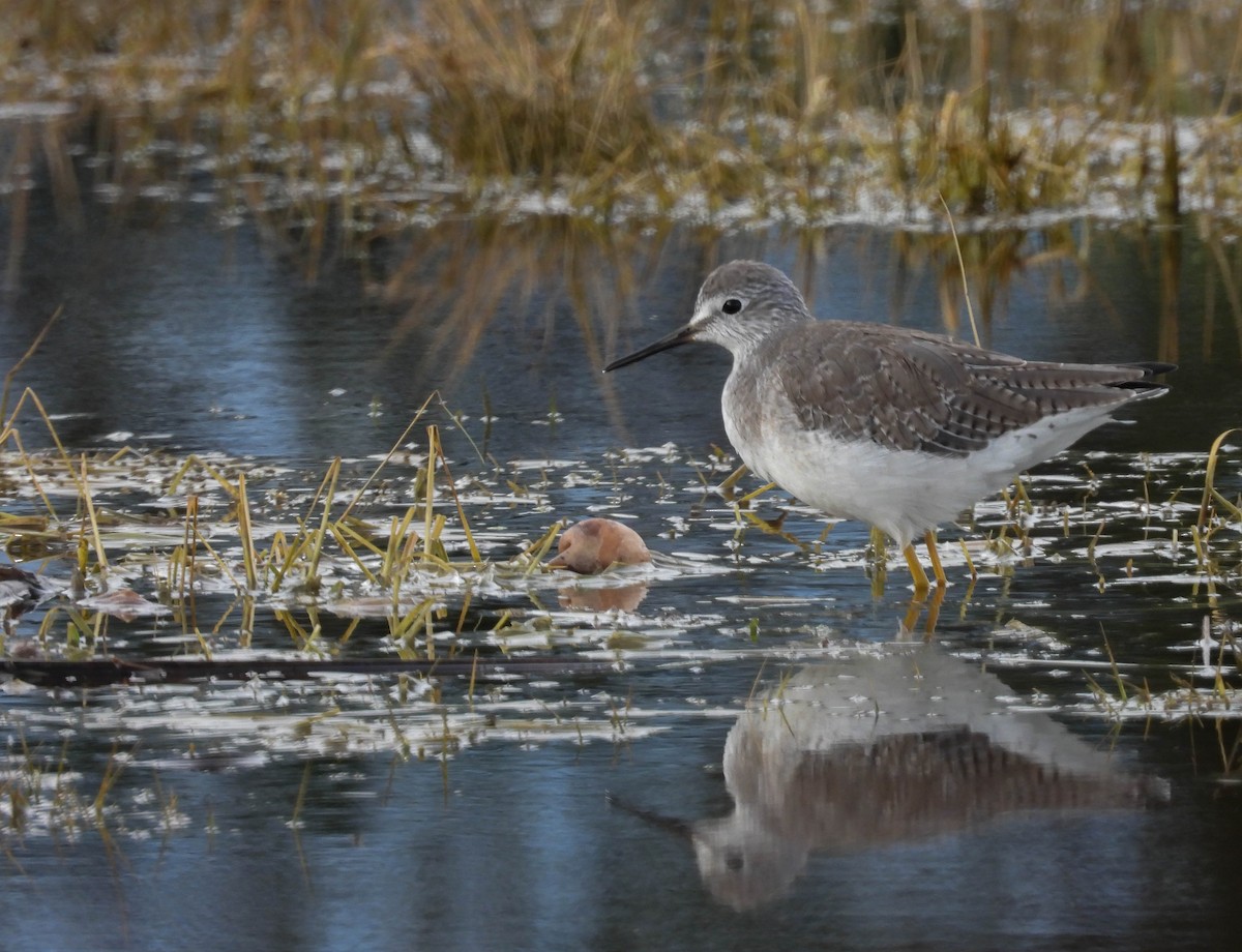 Lesser Yellowlegs - ML405099901