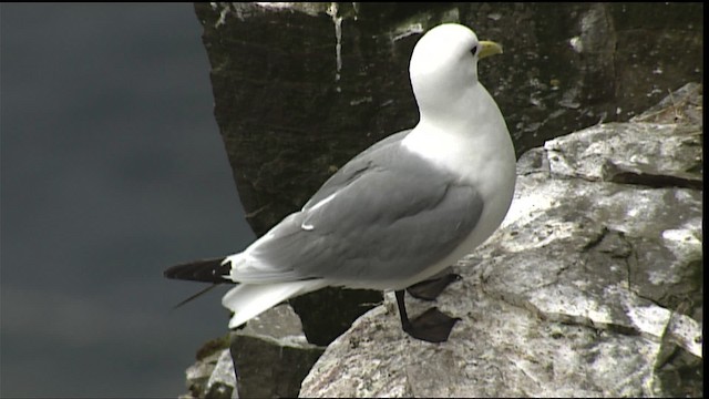 Mouette tridactyle (tridactyla) - ML405101