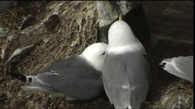 Gaviota Tridáctila (tridactyla) - ML405102