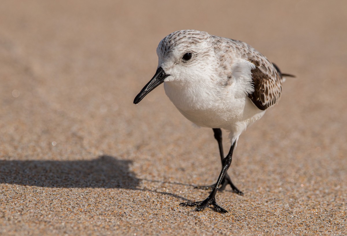 Sanderling - Braxton Landsman