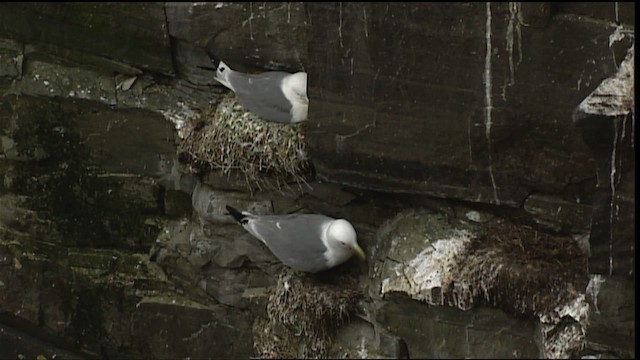 Black-legged Kittiwake (tridactyla) - ML405103