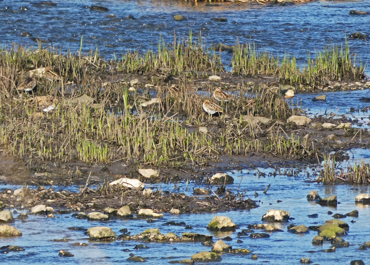 Common Snipe - Francisco Javier Calvo lesmes