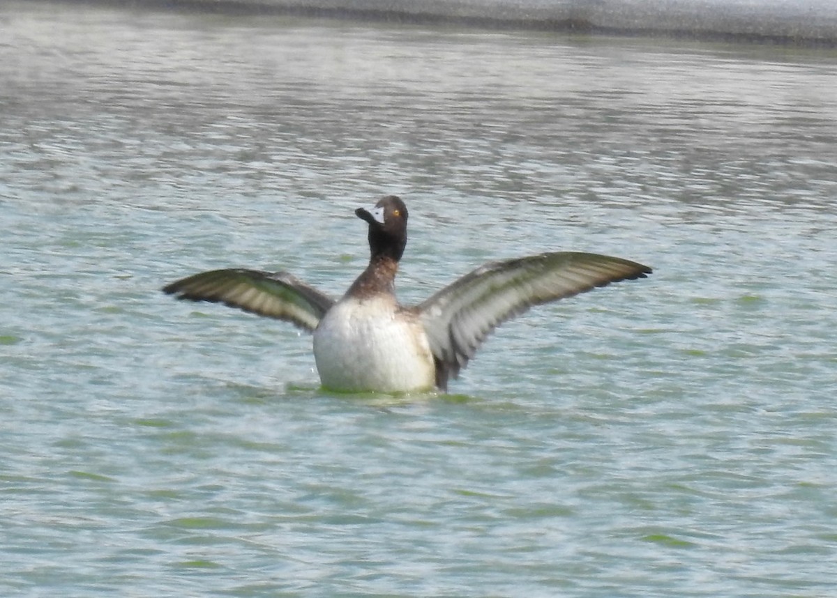 Lesser Scaup - alice horst