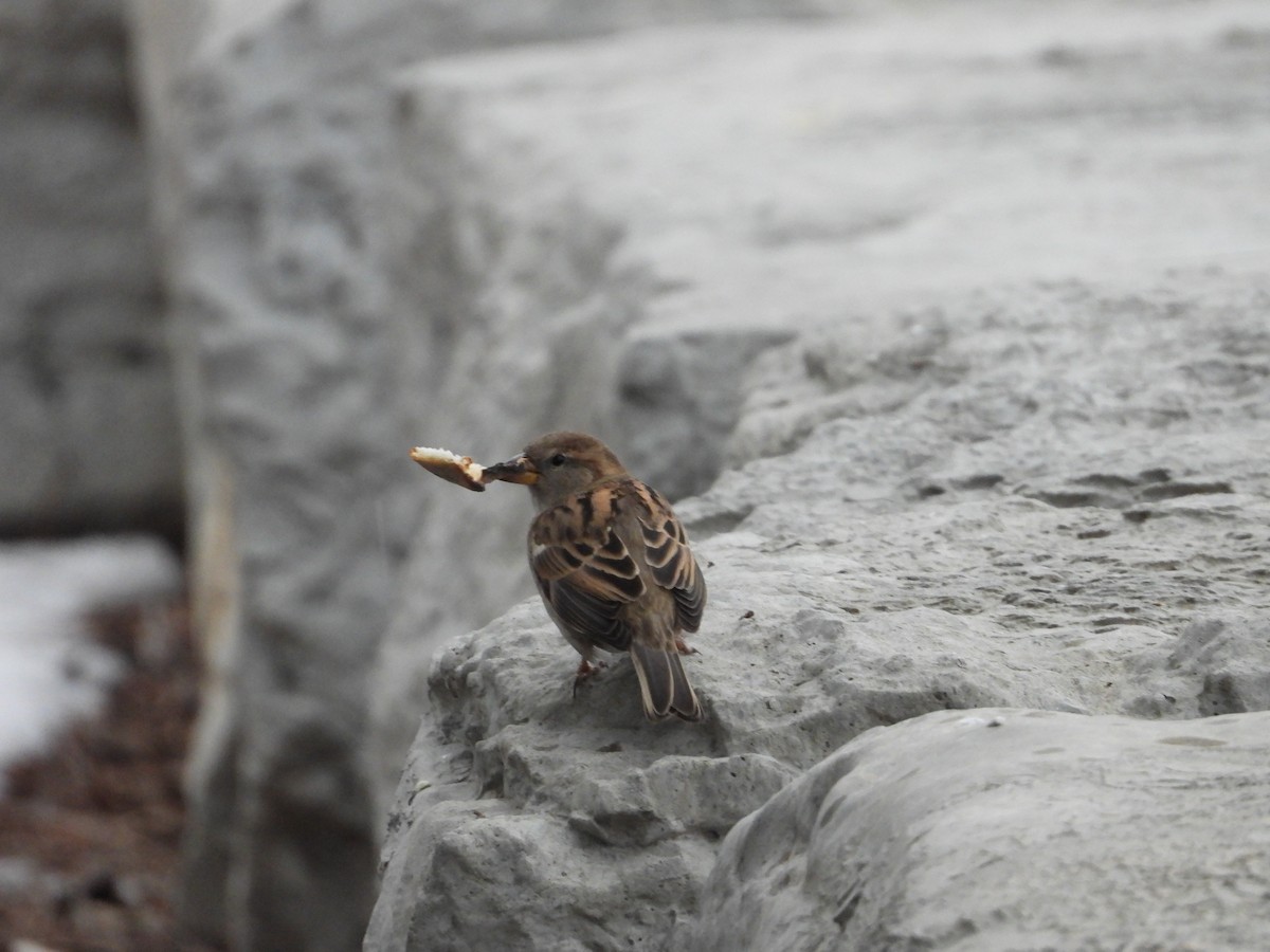 House Sparrow - ML405103771