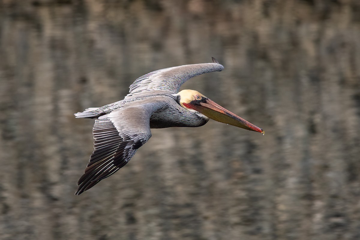 Brown Pelican - ML405103891