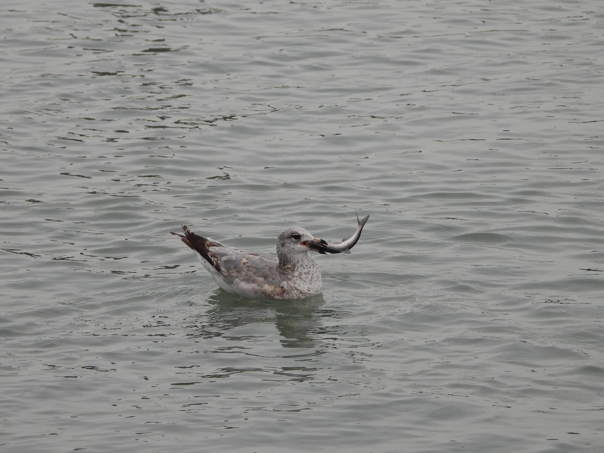 クロワカモメ - ML405104291