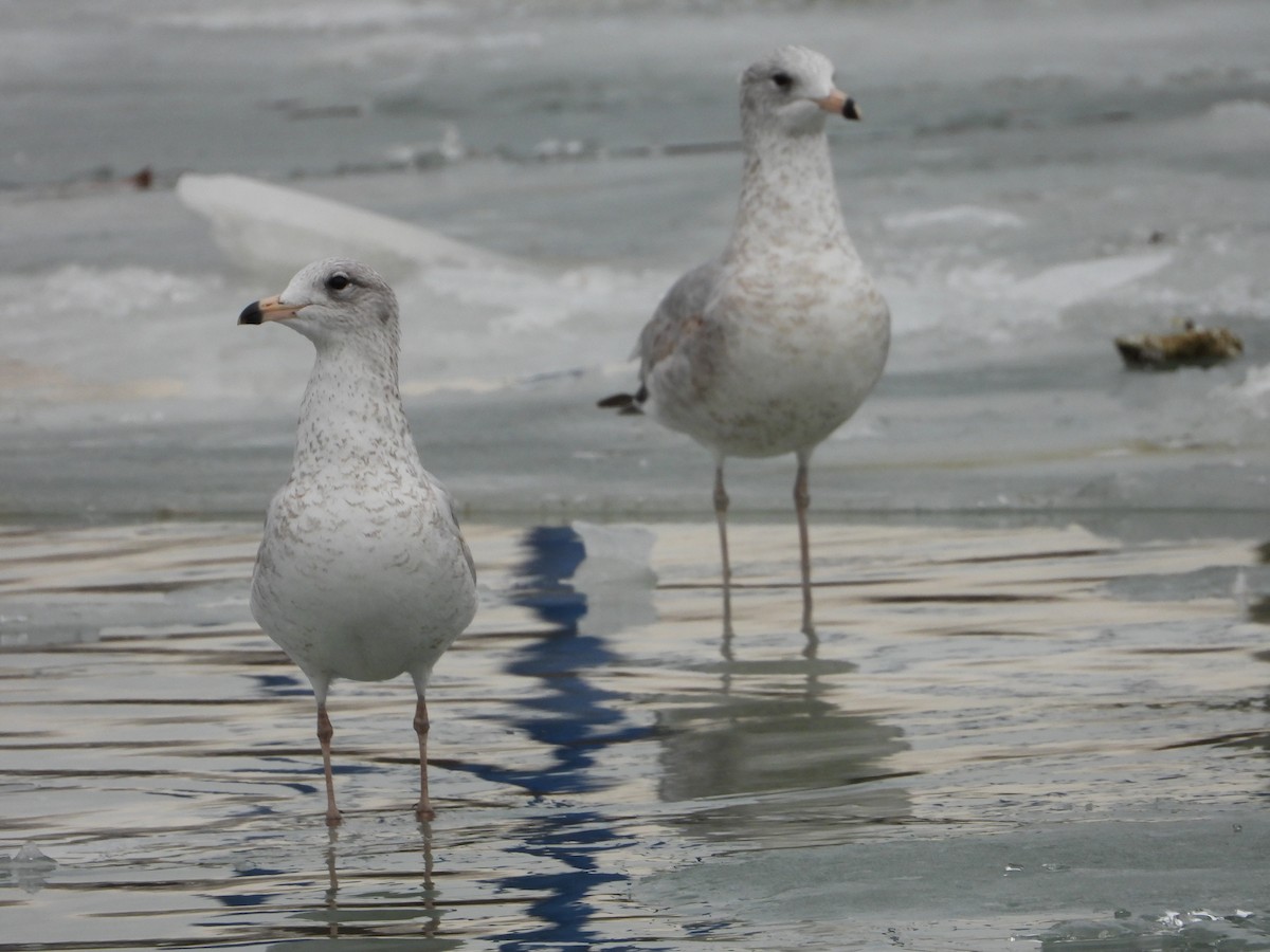 クロワカモメ - ML405104351