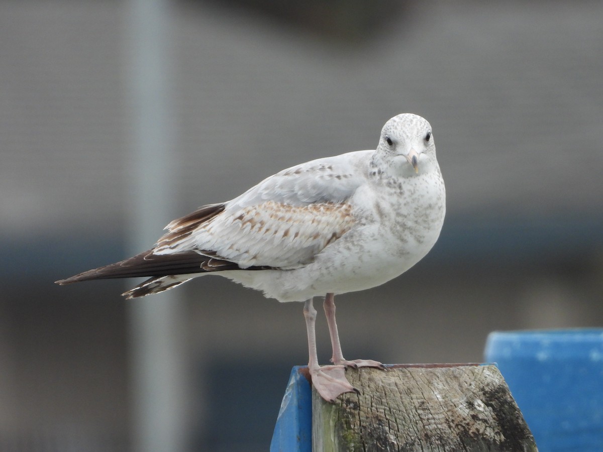 クロワカモメ - ML405104361