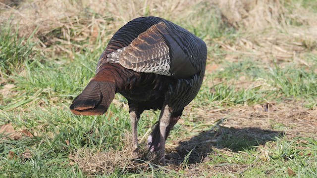 Wild Turkey - ML405104941