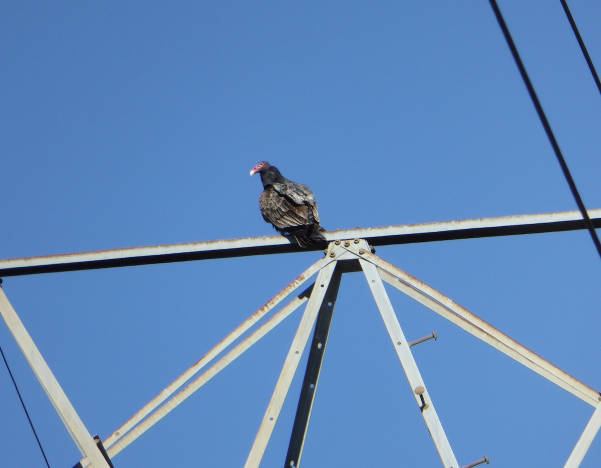 Turkey Vulture - ML405105351