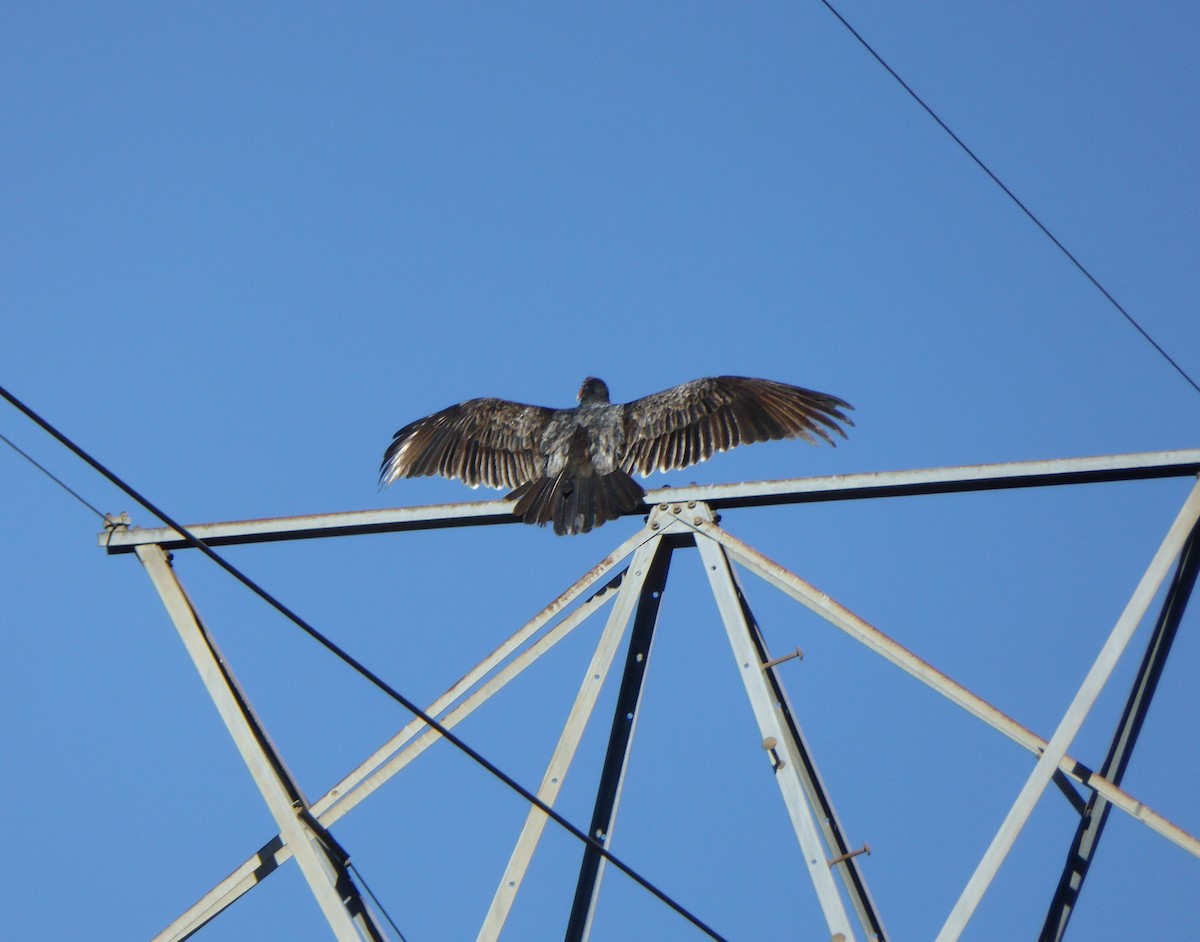 Turkey Vulture - ML405105361