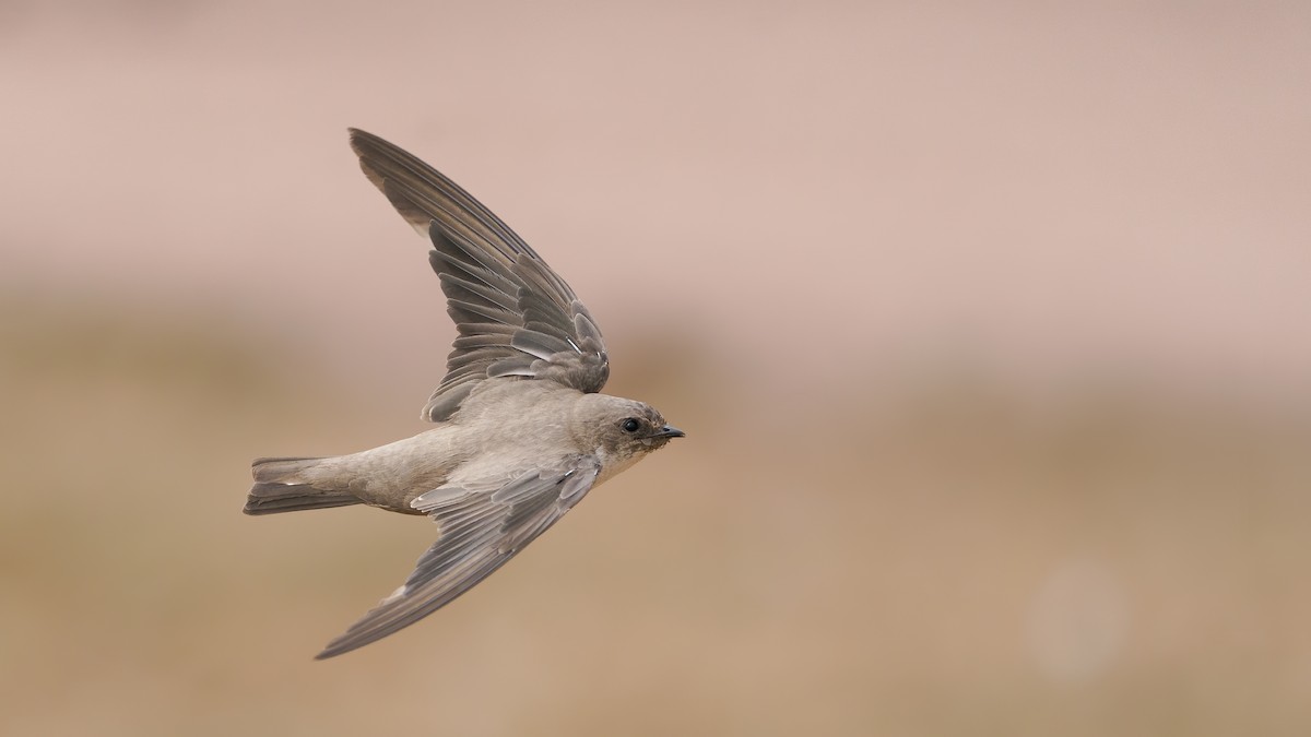 Eurasian Crag-Martin - ML405106161